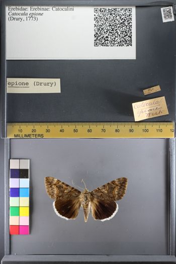 Media type: image;   Entomology 640392